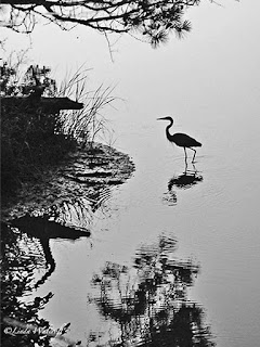 heron in creek