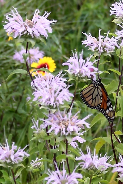 wild bergamot (monarda fistulosa)