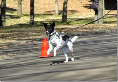 dogrunrun01