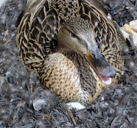 Momma Mallard