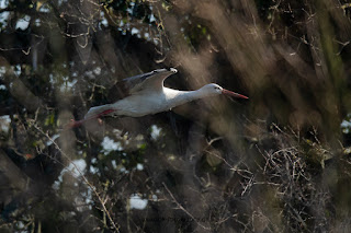 Wildlifefotografie Weißstorch Lippeaue Olaf Kerber