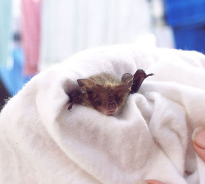 Blankets And Baby Bats Seen On www.coolpicturegallery.us