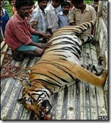 tiger