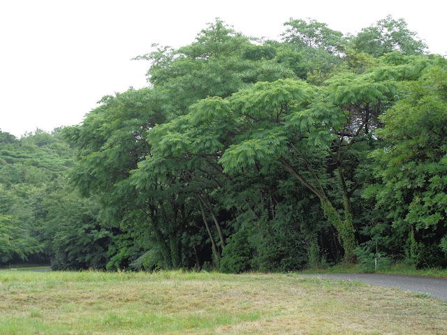 むきばんだ史跡公園の弥生のムラ