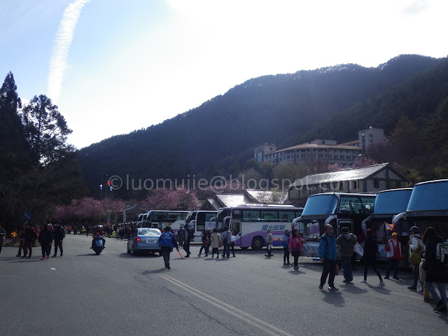 Wuling Farm cherry blossoms