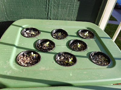 Completed Kratky Hydroponics setup