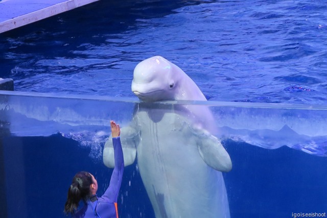 Beluga performance, one of the highlights at Chimelong Ocean Kingdom.  