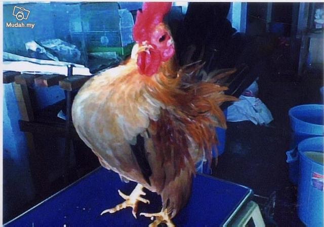 Wajibushahid: Ayam serama jantan