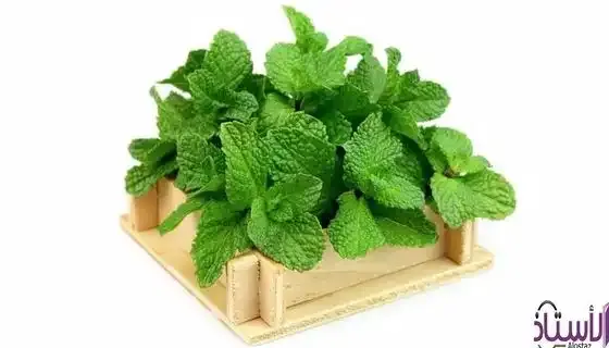 Mint-damage-for-men-and-its-relationship-to-erectile-dysfunction