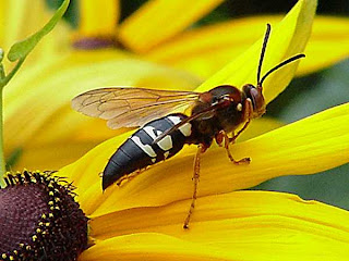 wasp