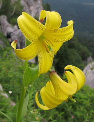 Лилия однобратственная (Lilium monadelphum)