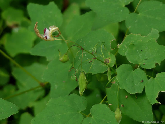 seed pod