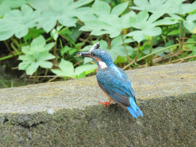 見事にお魚をゲットしたカワセミ