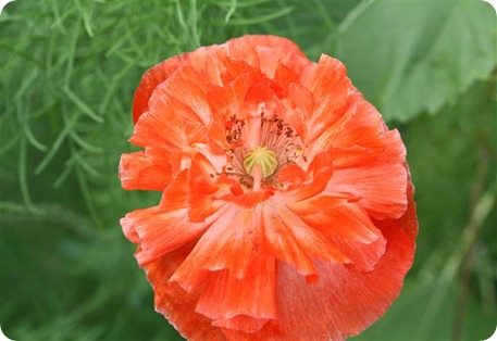 IMG_5063 (Small)