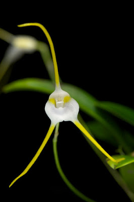 Masdevallia mejiana care and culture