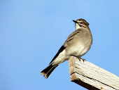 REGISTROS MÁS AUSTRALES DE MONJITA GRIS (Xolmis cinerea)