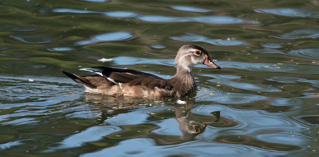 Female Wood Duck seen in High Park, Toronto, Ontario