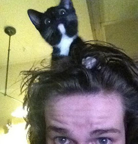 funny cat pictures, cat in the head