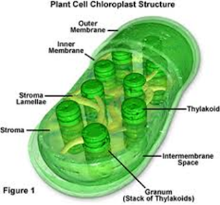 kloroplas