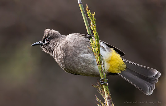 Bird Photography Training Cape Town