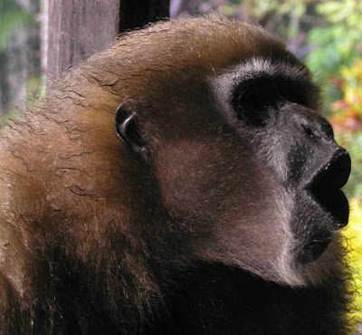 Gibbon Images Gallery