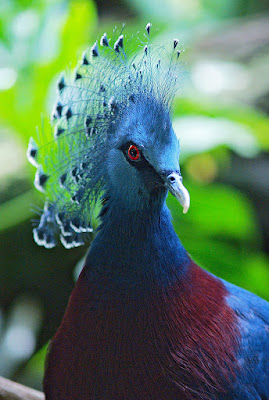 Resultado de imagem para Victoria crowned pigeon color