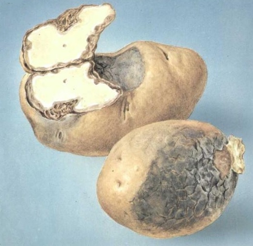 Повреждения клубней картофеля стеблевой нематодой
