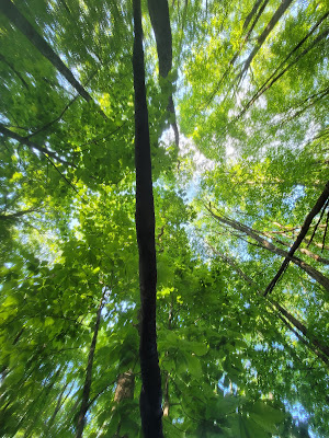 Hammock Wesser Bald Appalachian Trail