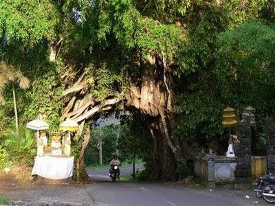 Bunut Bolong, old tree in Bali, Hindu Bali, Balinese way to prevent global warming, stop global warming tips