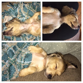 Cute dogs - part 7 (50 pics), cute puppy sleeping picture