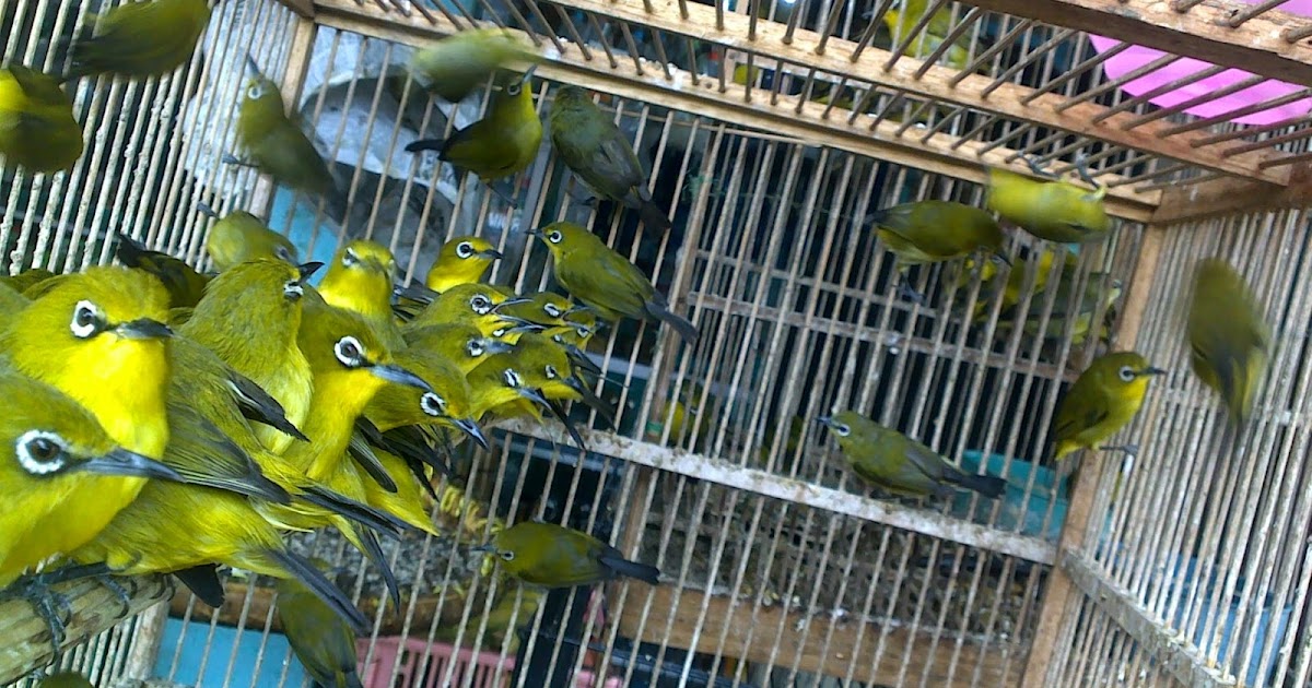 Budidaya Burung: Tips memilih burung Ombyokan atau bahan