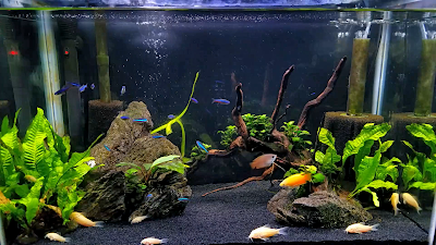 20-gallon beginner planted aquarium