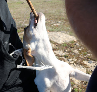 Thelma loves her sticks