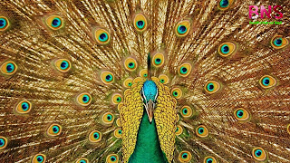 peacock beutiful wallpaper, peacock feather, beutiful peacock Morningpeacock wallpaper photo,  peacock wallpaper for walls,  peacock wallpaper design,  beautiful peacock wallpaper,  peacock feather wallpaper,  peacock live wallpaper,  peacock 3d wallpaper,  5d peacock wallpaper