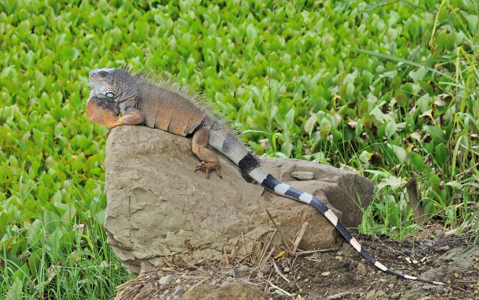 iguana pelangi