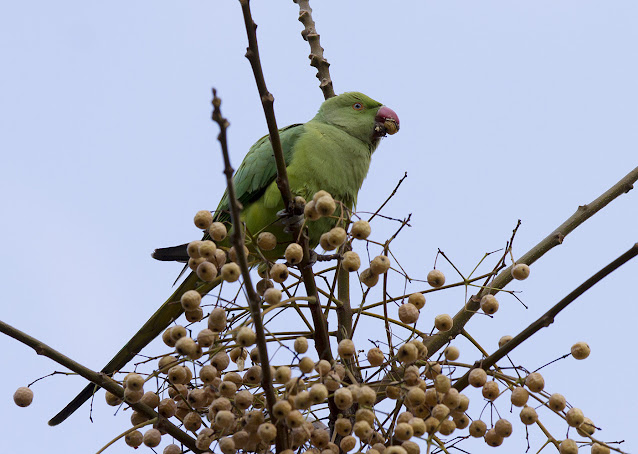 Birding Athens National Garden: Ringed-necked Parakeets