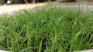 biji rumput bermuda grass seed scotts turf builder