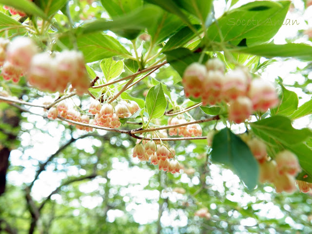 Enkianthus campanulatus