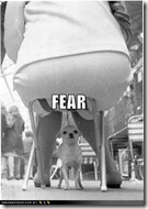 fear-chihuahua-uhoh