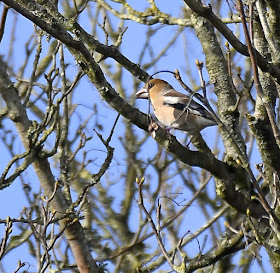 Hawfinch at Fyne Court