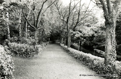 Vue de Royat, hier,  noir et blanc Royat, une allée du parc Bargoin.