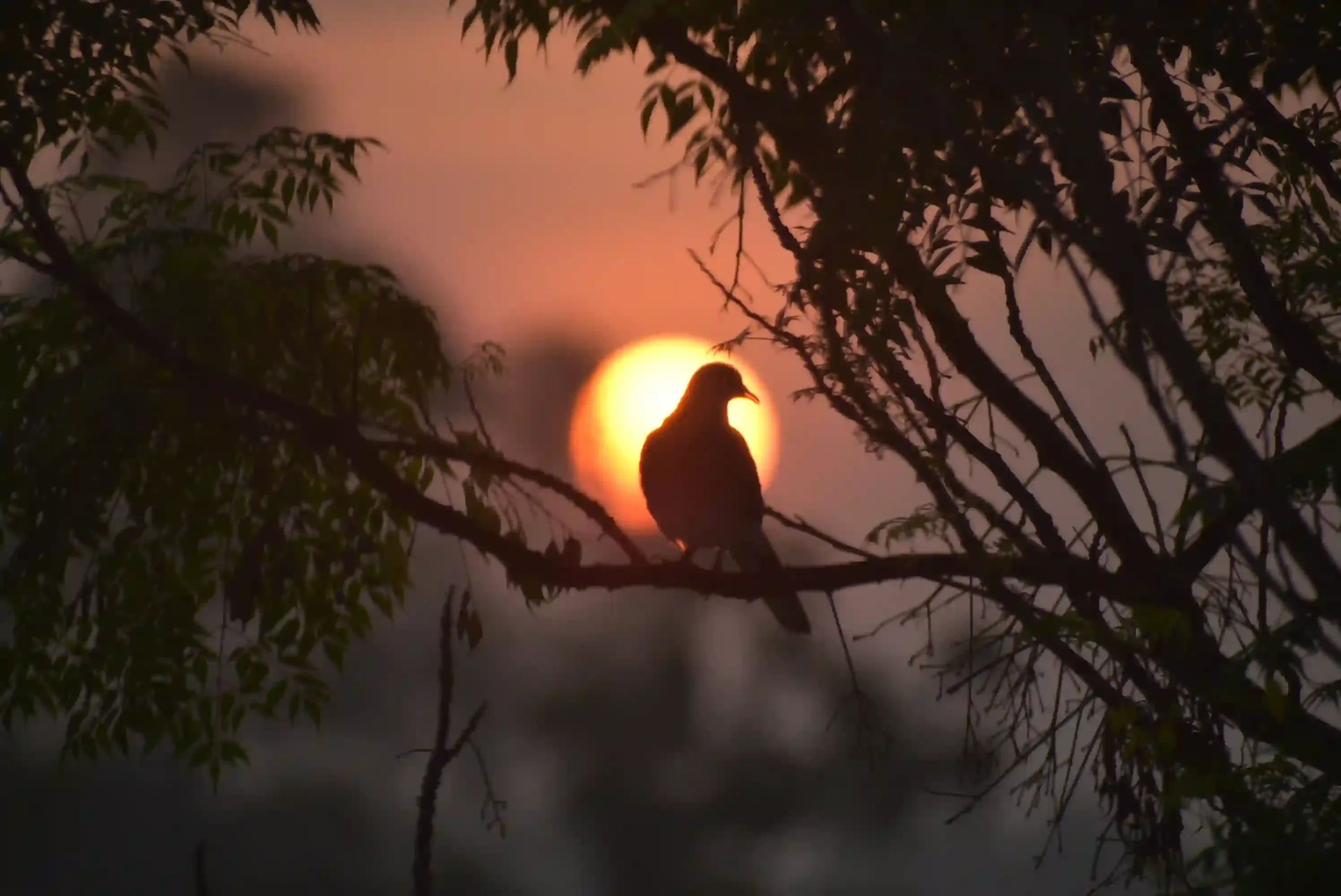 sun, bird, morning