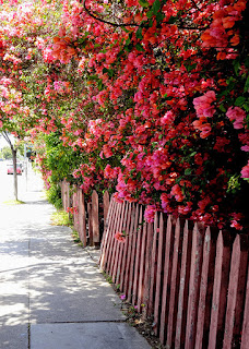 花の生け垣の写真。サンタモニカで。