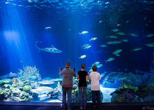 Tourism: Shedd Aquarium