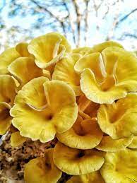 Buy Yellow Oyster Mushroom Liquid Spawn | Yellow Oyster Mushroom Liquid Spawn Supplier | Buy Yellow Oyster Mushroom Liquid Spawn Online