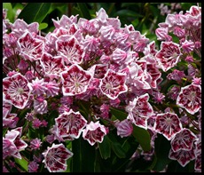 9b2 - Maine Welcome Center Mountain Laurel