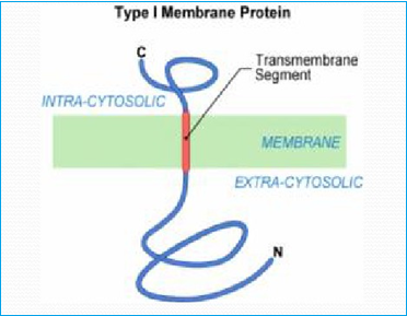 protéines membranaires