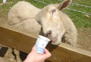 chingjing farm feed sheep