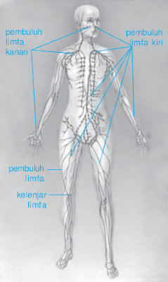 Sistem peredaran getah bening