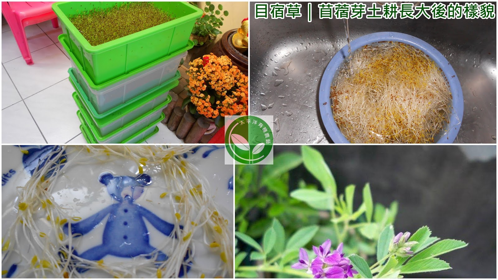 目宿草 苜蓿芽土耕長大後的樣貌 是種極具價值的優良牧草 芽菜自己在家簡單種 有機無毒自己來把關 痞客邦 目宿草 苜蓿芽土耕長大後的樣貌 是種極具價值的優良牧草 芽菜自己在家簡單種 有機無毒自己來把關 痞客邦